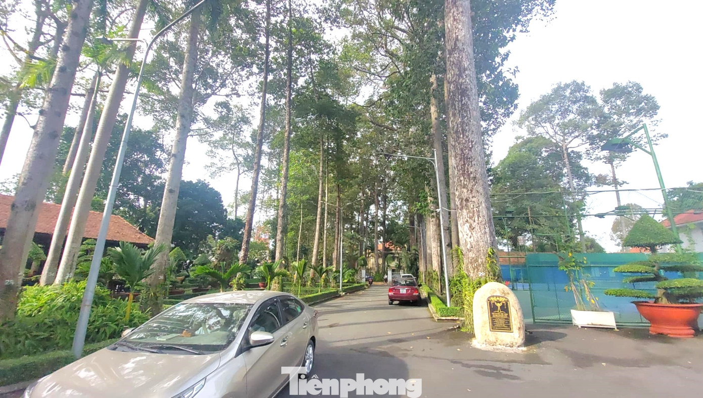 Hai hàng cây cổ thụ trên lối vào Thành ủy Thủ Dầu Một.