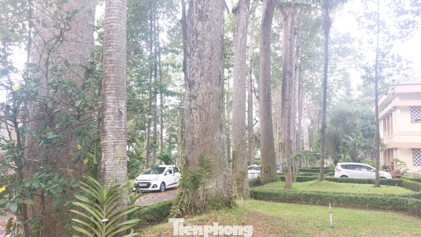 Có một quần thể 3 cây đa tại khuôn viên Thành ủy Thủ Dầu Một, 1 cây Bồ đề, 1 cây Sao đen và 1 cây Gõ tại khuôn viên HĐND, UBND thành phố này.