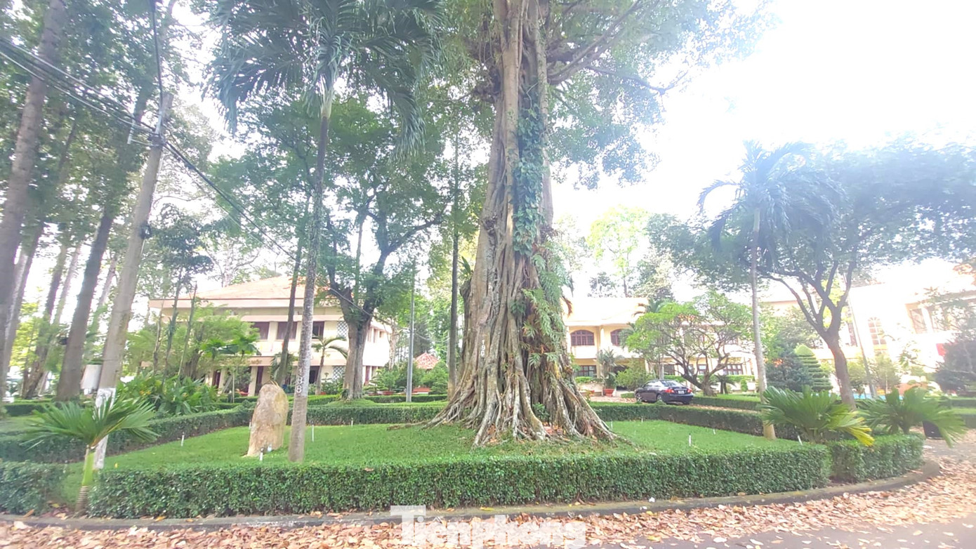 Cây cổ thụ được công nhận di sản.