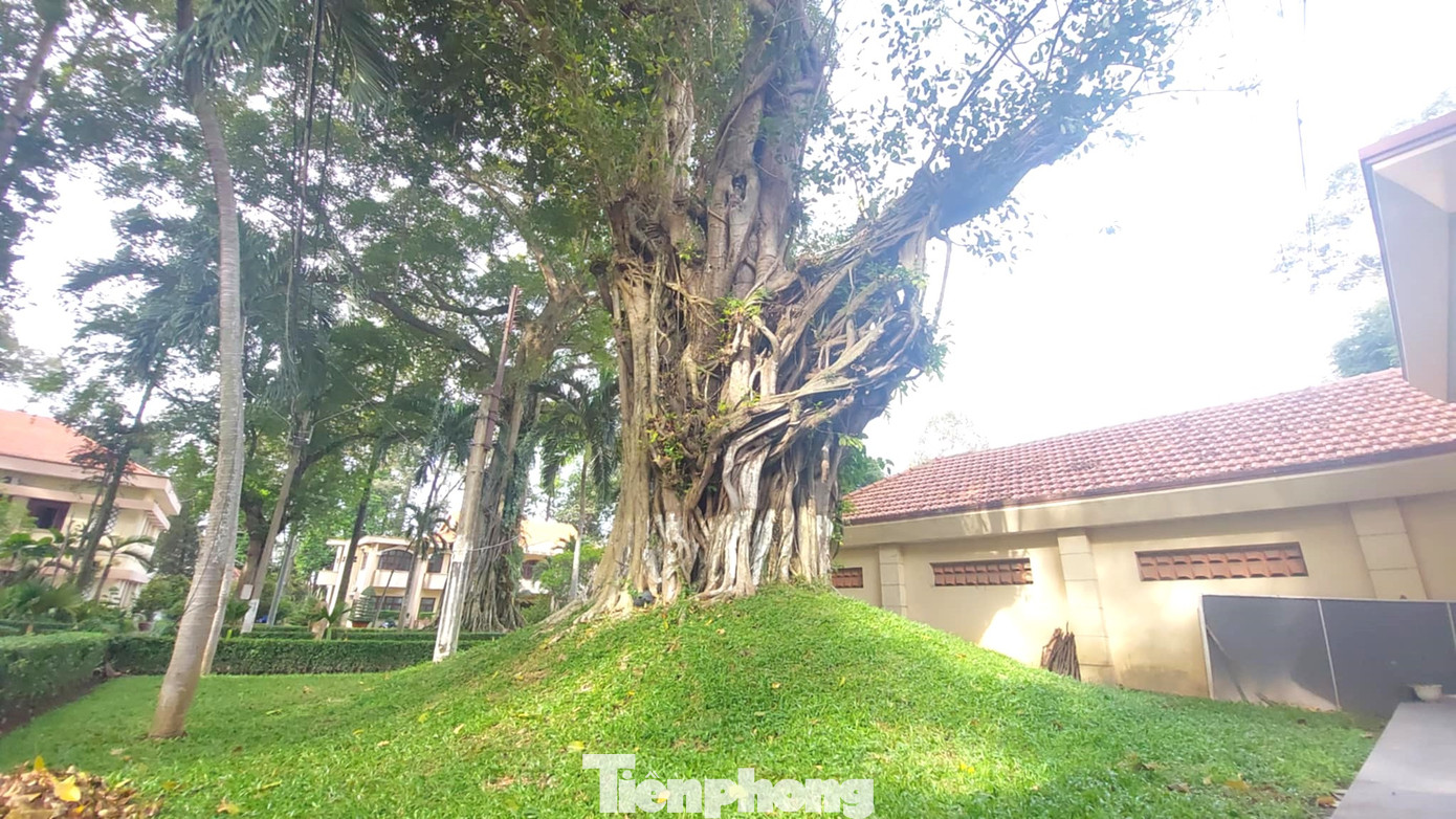 Gốc cây lớn phía trước trụ sở Thành ủy Thủ Dầu Một.