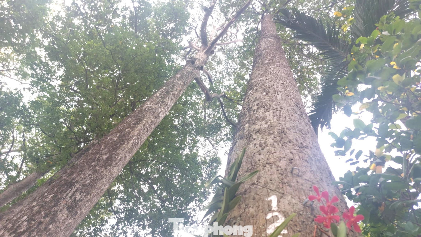 Theo lãnh đạo thành phố Thủ Dầu Một, việc công nhận quần thể cây Dầu Rái, cây Đa, cây Sao Đen, cây Gõ và Cây Bồ đề tại khuôn viên trụ sở là quần thể cây di sản Việt Nam có ý nghĩa rất quan trọng đối với nét đẹp về truyền thống văn hóa nơi đây.