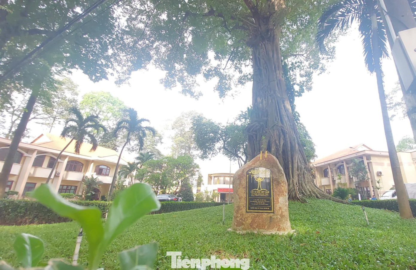 Quần thể cây được công nhận di sản gồm: Cây Dầu Rái, cây Đa, Cây Sao Đen, cây Gõ và Cây Bồ đề có độ tuổi hơn 150 năm.