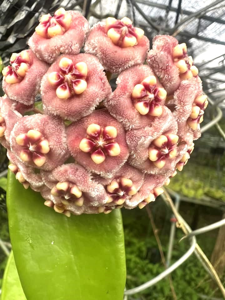 Tìm hiểu, Phúc thấy nhu cầu hoa Cẩm Cù trong nước đang tăng, cả khách hàng cá nhân và những nhà đầu tư cần đáp ứng nhu cầu không gian xanh tại đô thị. Loài hoa này phát triển tốt trong môi trường đô thị khói bụi, chật hẹp. Trong khi đó, vườn Quốc gia Bù Gia Mập gần nhà Phúc có hệ sinh thái đa dạng với nhiều giống hoa Cẩm Cù, tạo điều kiện thuận lợi để anh khởi nghiệp bằng cách sưu tầm giống từ tự nhiên, mua các giống có sẵn trong nước và nhập khẩu thêm từ nước ngoài. Tìm hiểu, Phúc thấy nhu cầu hoa Cẩm Cù trong nước đang tăng, cả khách hàng cá nhân và những nhà đầu tư cần đáp ứng nhu cầu không gian xanh tại đô thị. Loài hoa này phát triển tốt trong môi trường đô thị khói bụi, chật hẹp. Trong khi đó, vườn Quốc gia Bù Gia Mập gần nhà Phúc có hệ sinh thái đa dạng với nhiều giống hoa Cẩm Cù, tạo điều kiện thuận lợi để anh khởi nghiệp bằng cách sưu tầm giống từ tự nhiên, mua các giống có sẵn trong nước và nhập khẩu thêm từ nước ngoài.