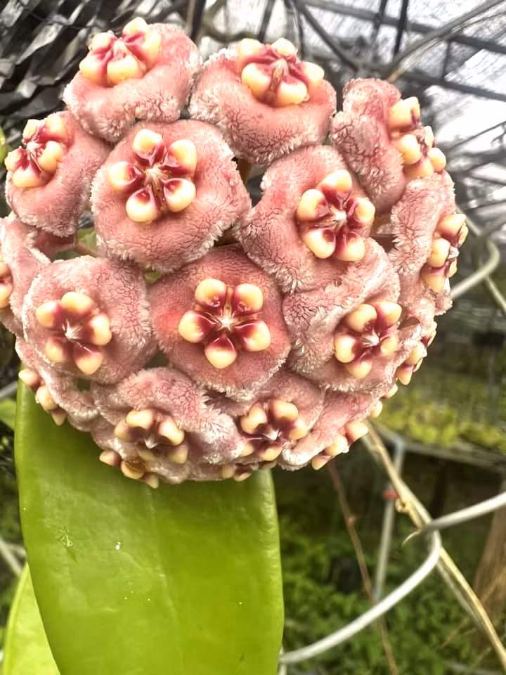 Tìm hiểu, Phúc thấy nhu cầu hoa Cẩm Cù trong nước đang tăng, cả khách hàng cá nhân và những nhà đầu tư cần đáp ứng nhu cầu không gian xanh tại đô thị. Loài hoa này phát triển tốt trong môi trường đô thị khói bụi, chật hẹp. Trong khi đó, vườn Quốc gia Bù Gia Mập gần nhà Phúc có hệ sinh thái đa dạng với nhiều giống hoa Cẩm Cù, tạo điều kiện thuận lợi để anh khởi nghiệp bằng cách sưu tầm giống từ tự nhiên, mua các giống có sẵn trong nước và nhập khẩu thêm từ nước ngoài.