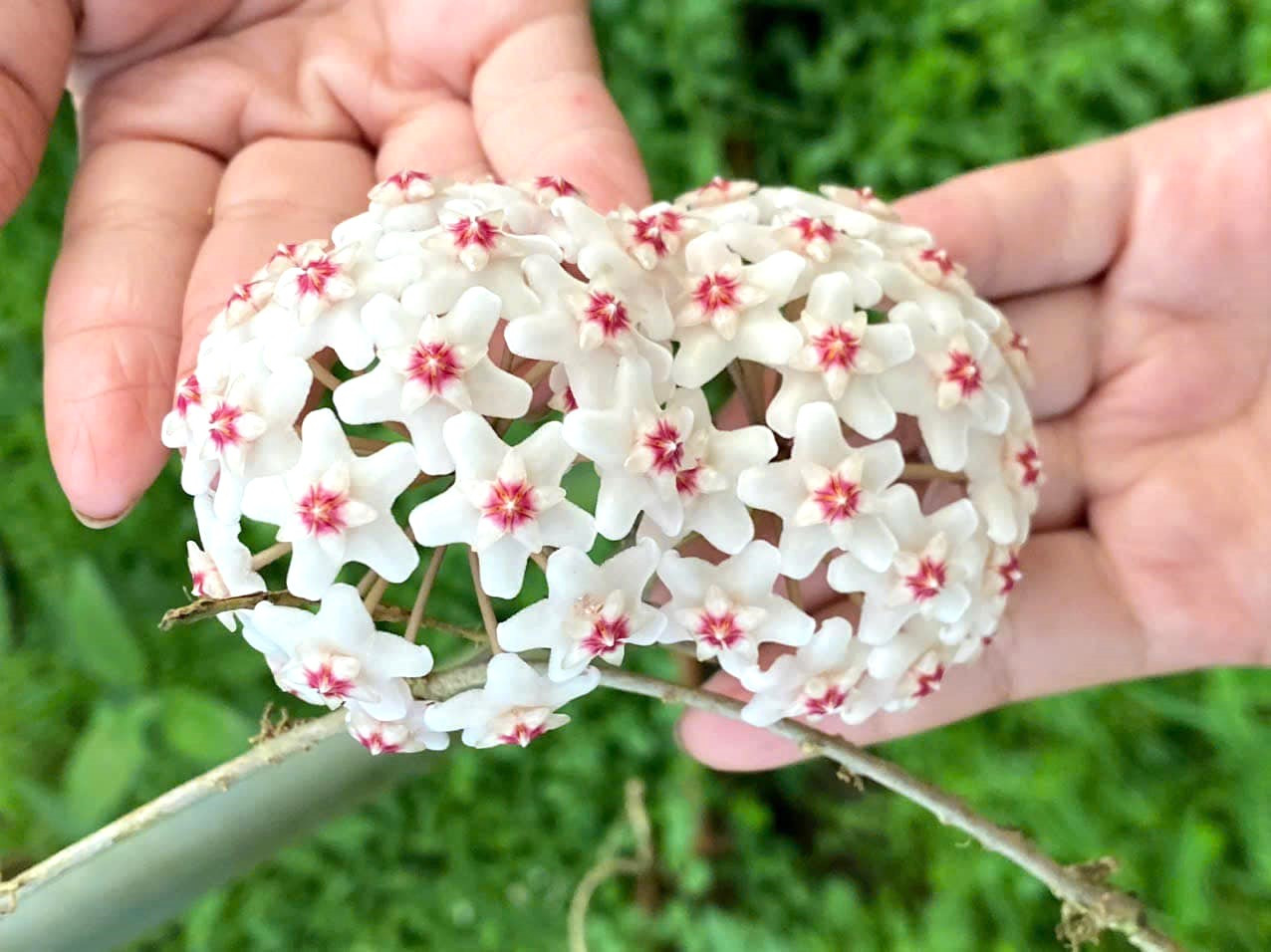 Về quê, Phúc làm công an viên thường trực ở xã Phước Minh thuộc huyện biên giới Bù Gia Mập. Trong một lần tham gia hoạt động tình nguyện ở địa phương, anh được người bạn tặng một chậu hoa, nhưng khi ấy chưa biết tên hoa. Về quê, Phúc làm công an viên thường trực ở xã Phước Minh thuộc huyện biên giới Bù Gia Mập. Trong một lần tham gia hoạt động tình nguyện ở địa phương, anh được người bạn tặng một chậu hoa, nhưng khi ấy chưa biết tên hoa.