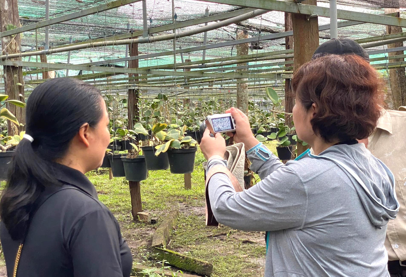 Đến nay, vườn hoa của anh Phúc tại thôn Bình Lợi (xã Phước Minh, huyện Bù Gia Mập) là một trong những vườn hoa Cẩm Cù lớn nhất cả nước, với hơn 400 loại. Trong đó có các giống quý và là loài bản địa Việt Nam có giá trị cao trên thị trường quốc tế như Hoya acuminata và Hoya polyneura... Đến nay, vườn hoa của anh Phúc tại thôn Bình Lợi (xã Phước Minh, huyện Bù Gia Mập) là một trong những vườn hoa Cẩm Cù lớn nhất cả nước, với hơn 400 loại. Trong đó có các giống quý và là loài bản địa Việt Nam có giá trị cao trên thị trường quốc tế như Hoya acuminata và Hoya polyneura...
