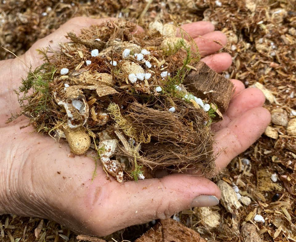 Phúc tự làm men giống IMO4 khô để cung cấp phân vi sinh cho vườn cẩm cù 0,7 ha. Chỉ cần thêm cám gạo, bột năng vào men nước, phơi khô là có IMO4 khô, sau đó pha nước để dùng. Việc tự sản xuất IMO4, phát triển lên IMO6, IMO8 giúp anh tiết kiệm hàng chục triệu đồng mỗi năm về chi phí phân bón. Phúc còn ủ phân bò bằng vi sinh làm thức ăn cho trùn quế, tạo phân trùn rất thích hợp để bón cây. Phúc tự làm men giống IMO4 khô để cung cấp phân vi sinh cho vườn cẩm cù 0,7 ha. Chỉ cần thêm cám gạo, bột năng vào men nước, phơi khô là có IMO4 khô, sau đó pha nước để dùng. Việc tự sản xuất IMO4, phát triển lên IMO6, IMO8 giúp anh tiết kiệm hàng chục triệu đồng mỗi năm về chi phí phân bón. Phúc còn ủ phân bò bằng vi sinh làm thức ăn cho trùn quế, tạo phân trùn rất thích hợp để bón cây.