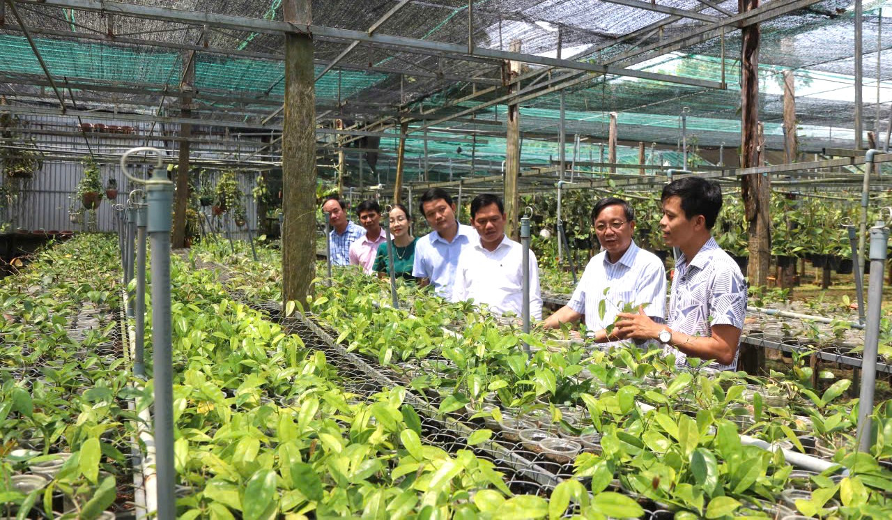 Phúc mua chuối không đạt chuẩn xuất khẩu từ các trang trại Bình Phước với giá dưới 1 triệu đồng/tấn, sau đó ủ cùng IMO cao cấp để tạo ra dịch chuối và phân bón từ vỏ chuối. Nhờ tự thiết kế hệ thống tưới tự động “Vườn mưa dinh dưỡng”, nên tiết kiệm được 50% lượng nước so với tưới truyền thống và cung cấp đủ dinh dưỡng cho cây nhờ các chế phẩm sinh học từ bã mía, dịch chuối và phân chim yến theo quy trình khép kín. Phúc mua chuối không đạt chuẩn xuất khẩu từ các trang trại Bình Phước với giá dưới 1 triệu đồng/tấn, sau đó ủ cùng IMO cao cấp để tạo ra dịch chuối và phân bón từ vỏ chuối. Nhờ tự thiết kế hệ thống tưới tự động “Vườn mưa dinh dưỡng”, nên tiết kiệm được 50% lượng nước so với tưới truyền thống và cung cấp đủ dinh dưỡng cho cây nhờ các chế phẩm sinh học từ bã mía, dịch chuối và phân chim yến theo quy trình khép kín.