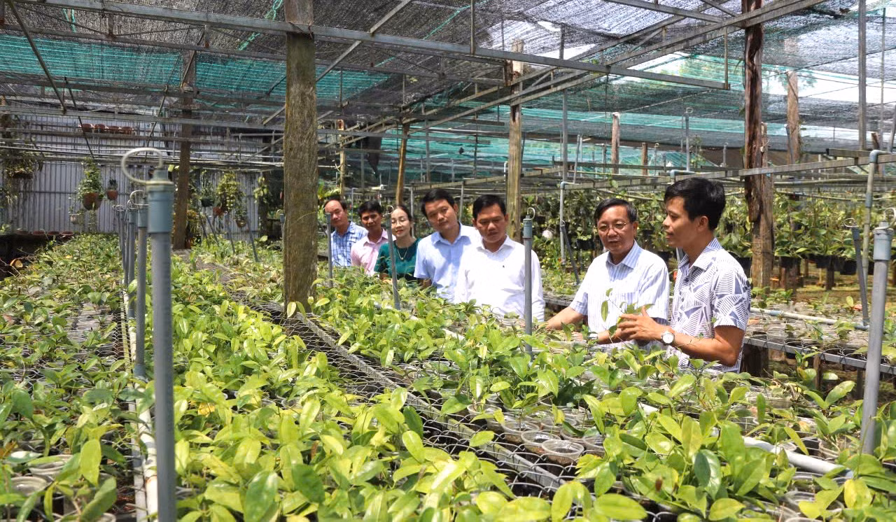 Phúc mua chuối không đạt chuẩn xuất khẩu từ các trang trại Bình Phước với giá dưới 1 triệu đồng/tấn, sau đó ủ cùng IMO cao cấp để tạo ra dịch chuối và phân bón từ vỏ chuối. Nhờ tự thiết kế hệ thống tưới tự động “Vườn mưa dinh dưỡng”, nên tiết kiệm được 50% lượng nước so với tưới truyền thống và cung cấp đủ dinh dưỡng cho cây nhờ các chế phẩm sinh học từ bã mía, dịch chuối và phân chim yến theo quy trình khép kín.