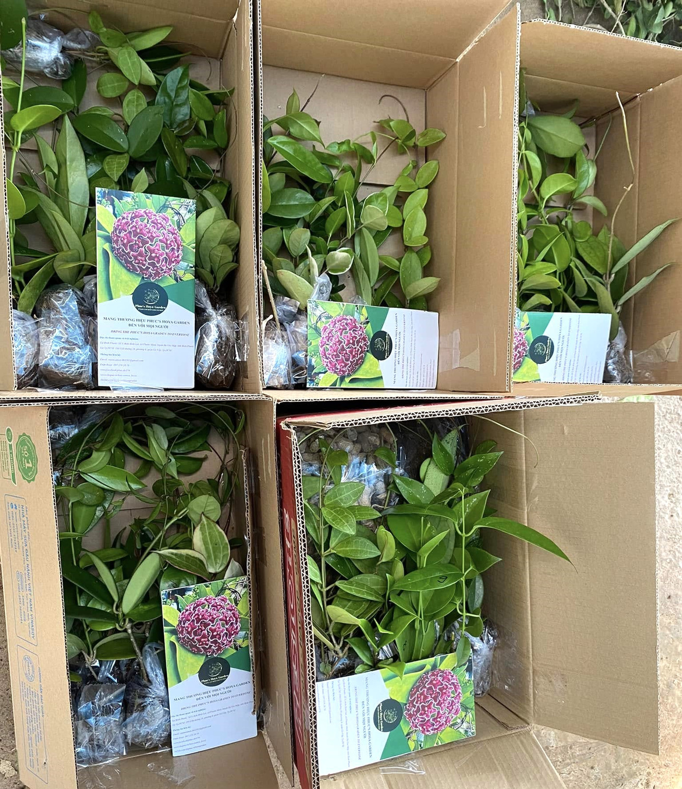 Sau hơn 3 năm nỗ lực, Phúc đã giành giải ba cuộc thi Khởi nghiệp đổi mới sáng tạo tỉnh Bình Phước lần II; vượt qua 446 dự án để đạt giải ba cuộc thi Dự án khởi nghiệp thanh niên nông thôn của Trung ương Đoàn năm 2023. Sau hơn 3 năm nỗ lực, Phúc đã giành giải ba cuộc thi Khởi nghiệp đổi mới sáng tạo tỉnh Bình Phước lần II; vượt qua 446 dự án để đạt giải ba cuộc thi Dự án khởi nghiệp thanh niên nông thôn của Trung ương Đoàn năm 2023.