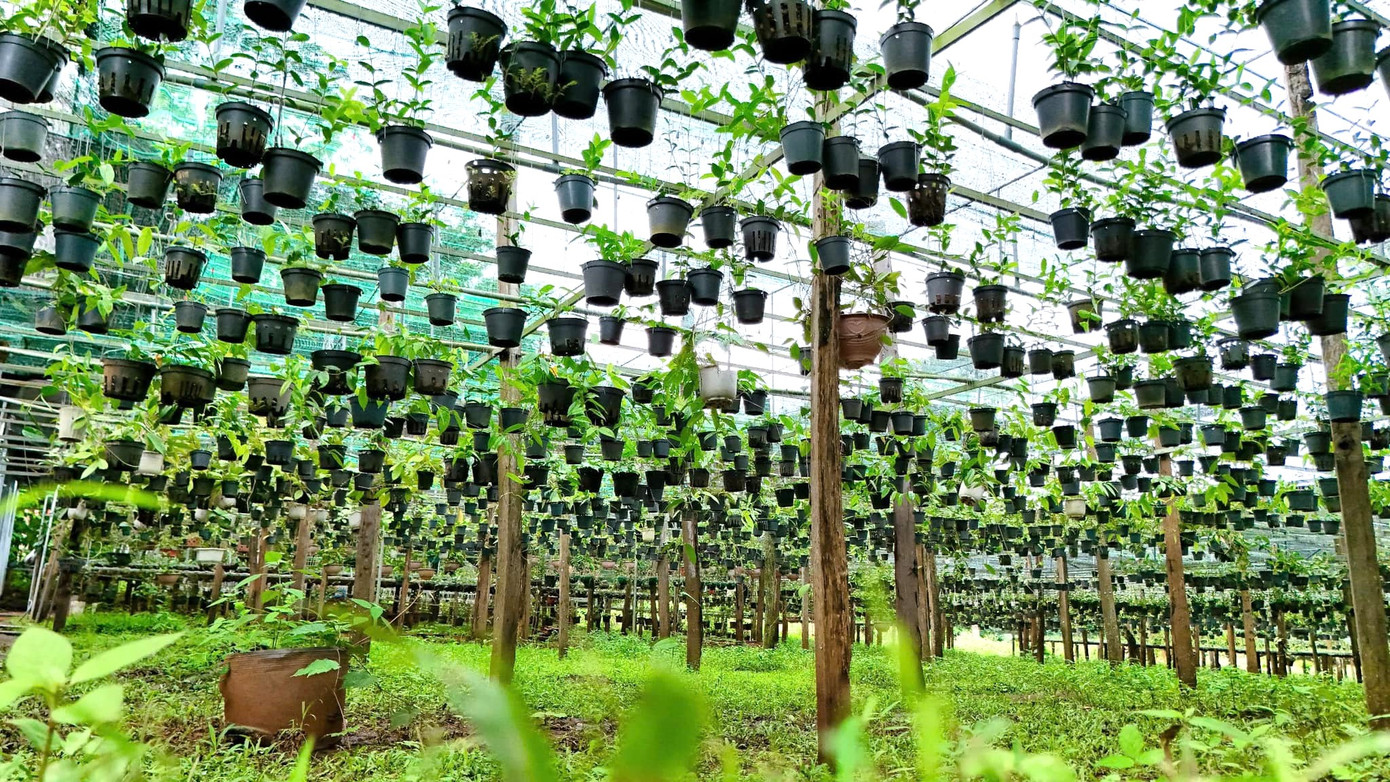 “Khi bị thu hút bởi vẻ đẹp, tôi bắt đầu hành trình biến hoa Cẩm Cù từ loài ít người biết đến thành sản phẩm tiềm năng. Tôi nhận ra loài hoa này độc đáo với vẻ đẹp hoang dã, hương thơm nhẹ, hình dáng quả cầu lạ mắt và ý nghĩa phong thủy về sự viên mãn, tài lộc. Dù vậy, hoa Cẩm Cù vẫn chưa được biết rộng rãi tại Việt Nam”, Phúc chia sẻ. “Khi bị thu hút bởi vẻ đẹp, tôi bắt đầu hành trình biến hoa Cẩm Cù từ loài ít người biết đến thành sản phẩm tiềm năng. Tôi nhận ra loài hoa này độc đáo với vẻ đẹp hoang dã, hương thơm nhẹ, hình dáng quả cầu lạ mắt và ý nghĩa phong thủy về sự viên mãn, tài lộc. Dù vậy, hoa Cẩm Cù vẫn chưa được biết rộng rãi tại Việt Nam”, Phúc chia sẻ.