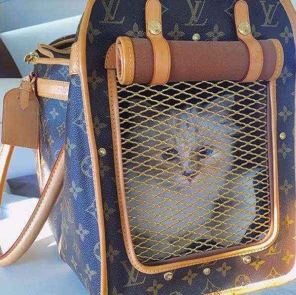 “Quý cô” được chở đi khắp nơi trong một chiếc túi xách Louis Vuitton thiết kế riêng. “Quý cô” được chở đi khắp nơi trong một chiếc túi xách Louis Vuitton thiết kế riêng.