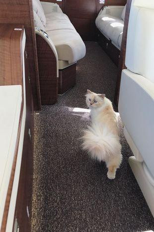 Cách di chuyển của Choupette cũng khiến Karl say đắm.