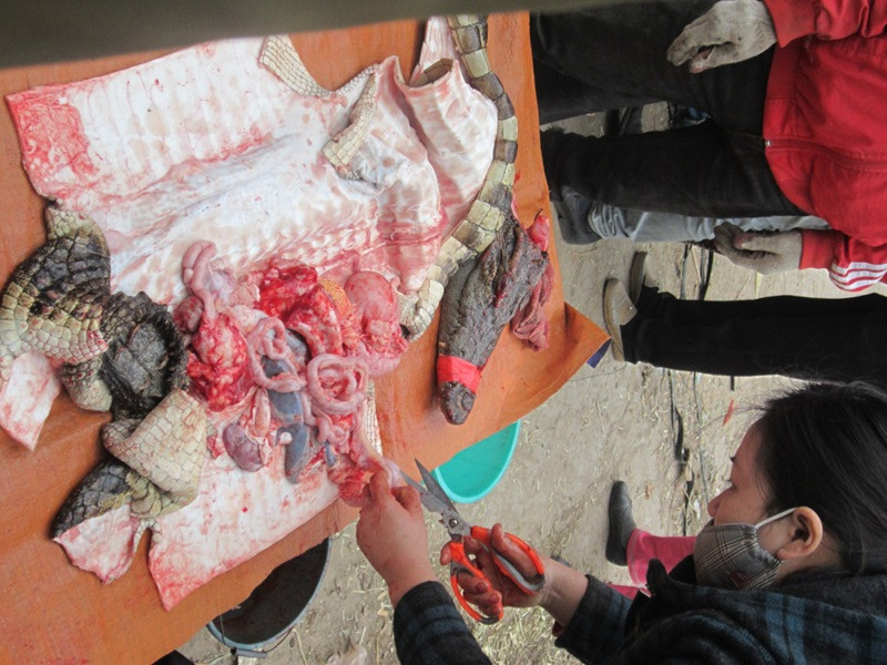 Bộ da cá sấu được bán với giá gần 1 triệu đồng