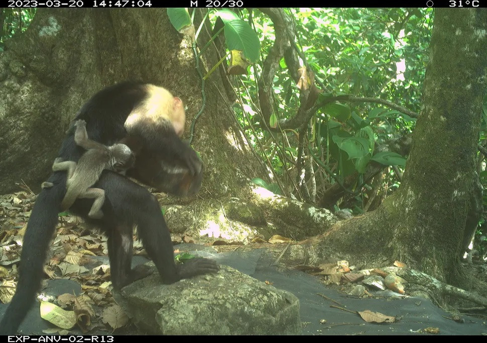 Camera ghi lại được hình ảnh khỉ mũ mặt trắng bắt cóc khỉ rú sơ sinh Camera ghi lại được hình ảnh khỉ mũ mặt trắng bắt cóc khỉ rú sơ sinh