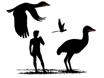 Hai hình dạng cơ thể khả dĩ của loài chim được gọi là Phượng hoàng châu Á này tương đương với kích cỡ một người thật và một loài chim cỡ trung bình của kỷ Đại Trung Sinh. Ảnh: John Conway.