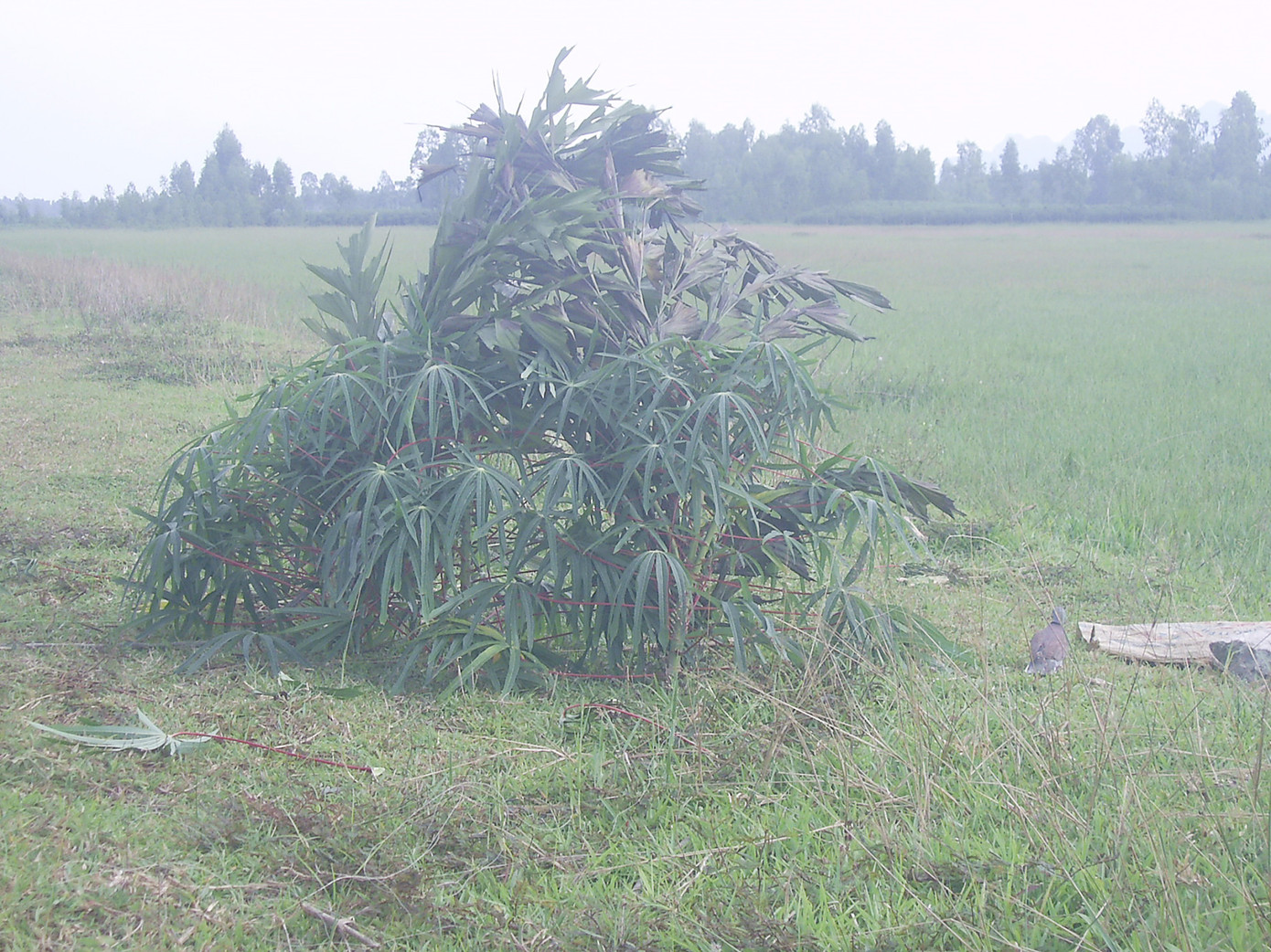 Lán ngụy trang của thợ bẫy chim