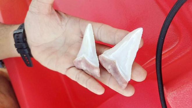 Cá mập trắng 6 mét gãy răng vì cắn thuyền kayak của thợ lặn ảnh 1