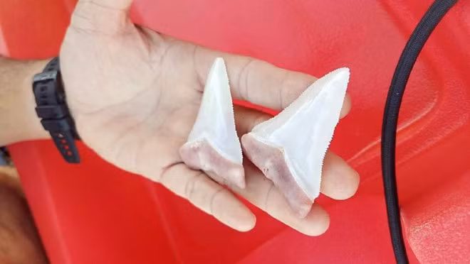 Cá mập trắng 6 mét gãy răng vì cắn thuyền kayak của thợ lặn ảnh 1