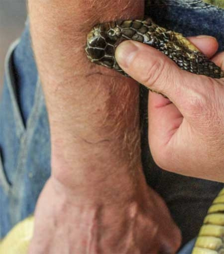 ... và chờ nó cắn, rồi truyền nọc độc