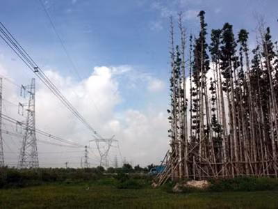 Tại hiện trường xảy ra sự cố, vẫn còn nhiều cây dầu cao hơn đường dây 500kV