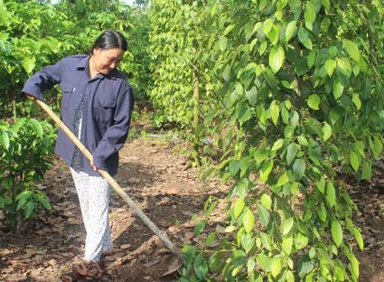 Một hộ nghèo ở xã Sông Xoài, huyện Tân Thành đã thoát nghèo bền vững từ nguồn vốn vay của Ngân hàng Chính sách Xã hội