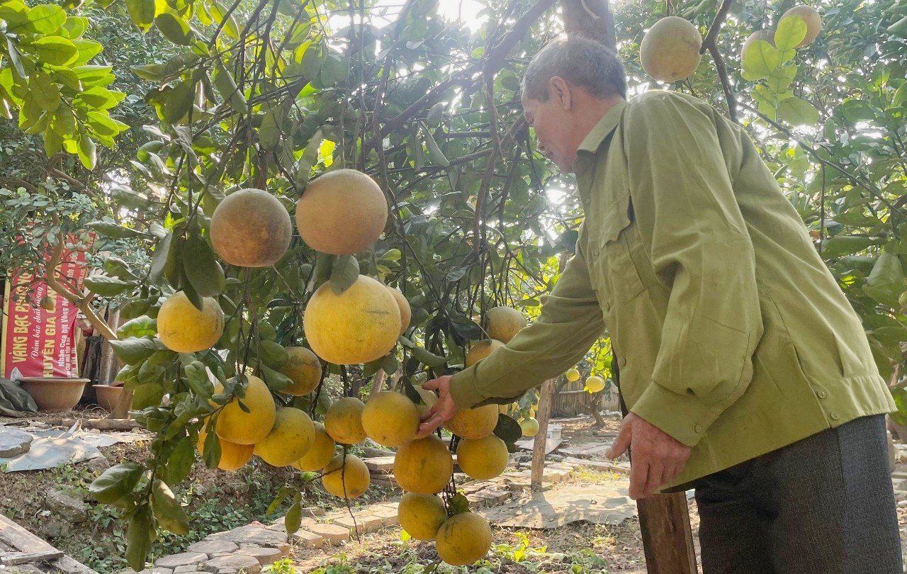 Trong ảnh là ông Nguyễn Chí Như, 74 tuổi, chủ vườn bưởi ở đường Văn Trì. Ông Như chia sẻ, vườn đã trảy một đợt hơn 1.000 quả, số quả còn lại cuối tháng sẽ thu hoạch tiếp. "Năm nay bưởi Diễn được giá. Bưởi loại 1 có giá khoảng 40-60 nghìn đồng, nhưng năng suất kém hơn so với năm ngoái.", ông Như nói