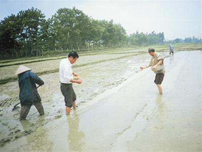 Ông Nhàn (áo trắng) cùng kỹ thuật viên gieo hạt tại Xã Đại Hồng, Huyện Đại Lộc, Quảng Nam