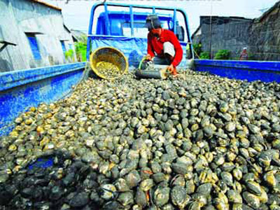 Thu hoạch sò lông tại Kiên Giang. Ảnh nguồn Internet