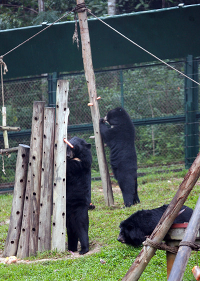 Thức ăn của gấu được chuẩn bị theo mùa, đa phần là rau củ quả và được giấu bụi cỏ hoặc gắn lên cây để kích thích khả năng tự tìm kiếm thức ăn của gấu