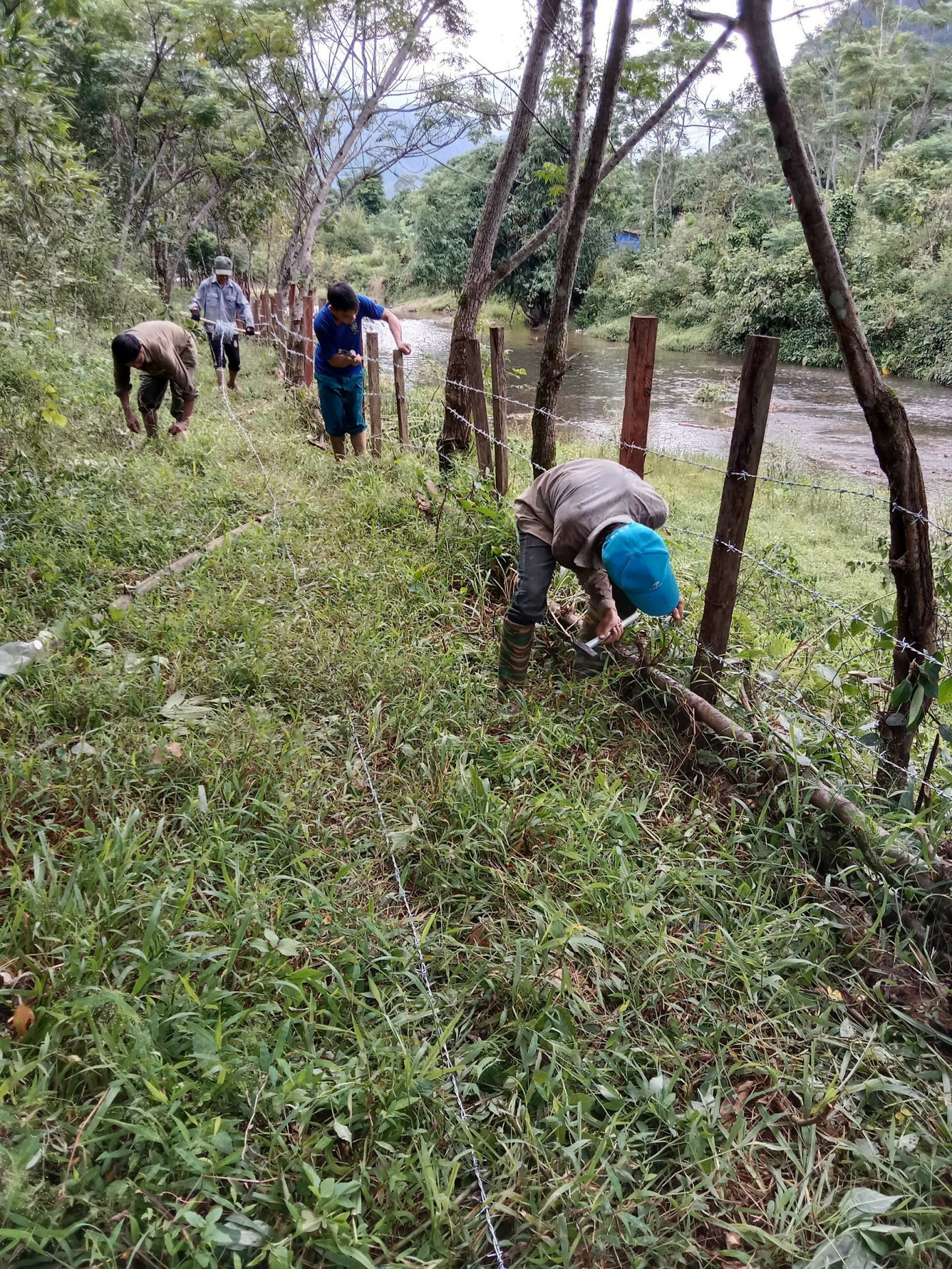 Người Rục tự giác, đoàn kết làm kiệt nuôi bò và rất thành công Người Rục tự giác, đoàn kết làm kiệt nuôi bò và rất thành công