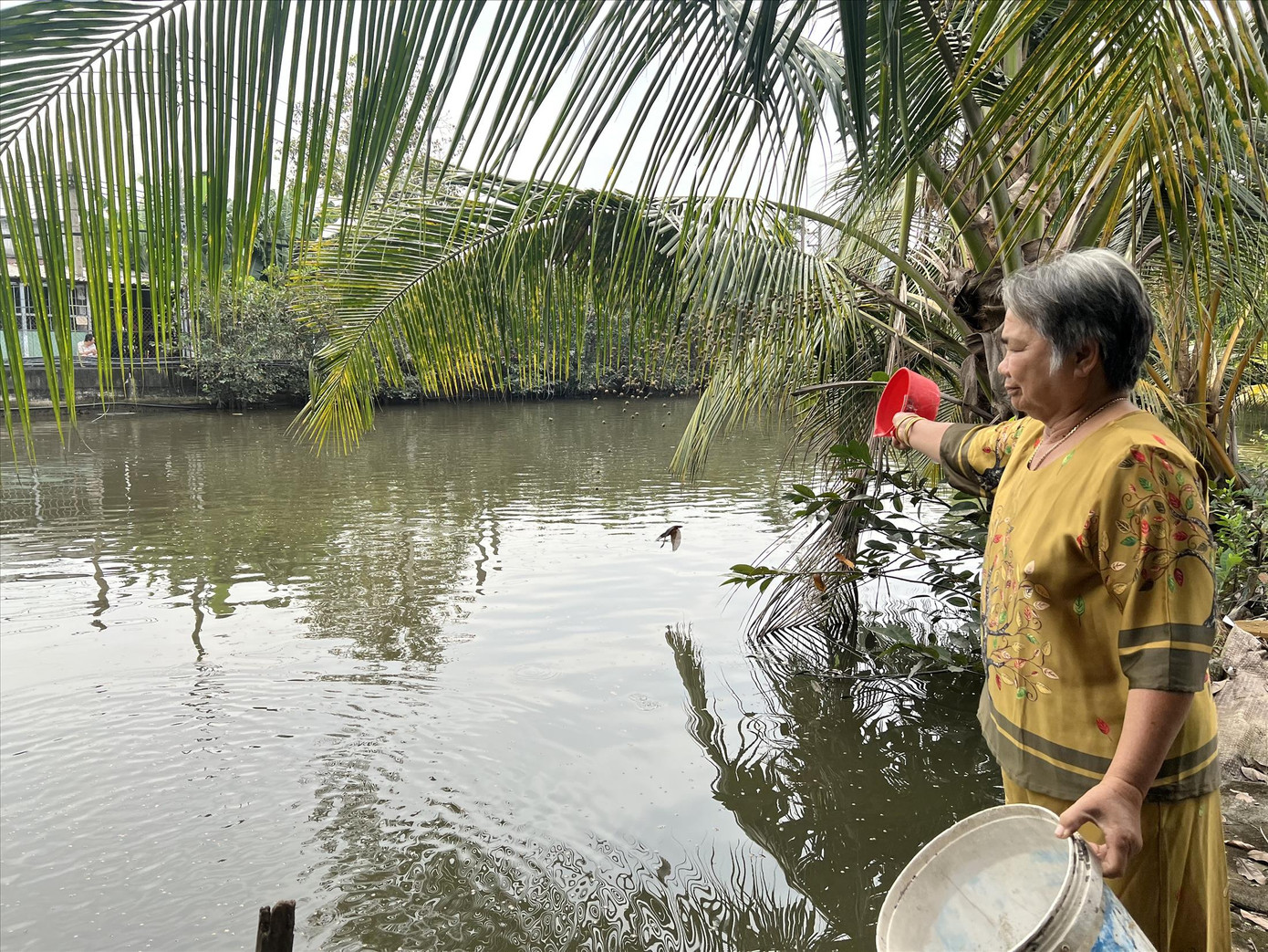 Bà Bùi Thị Cái vui tuổi già với ao cá, hồ sen giữa lòng thành phố