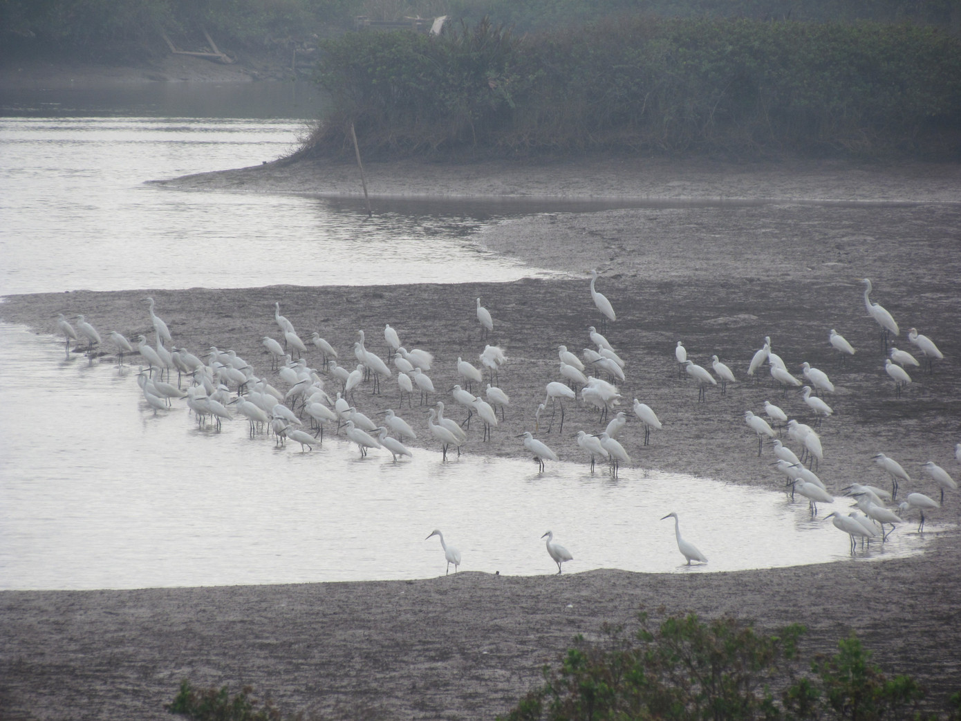 Chim di cư về VQG Chim di cư về VQG