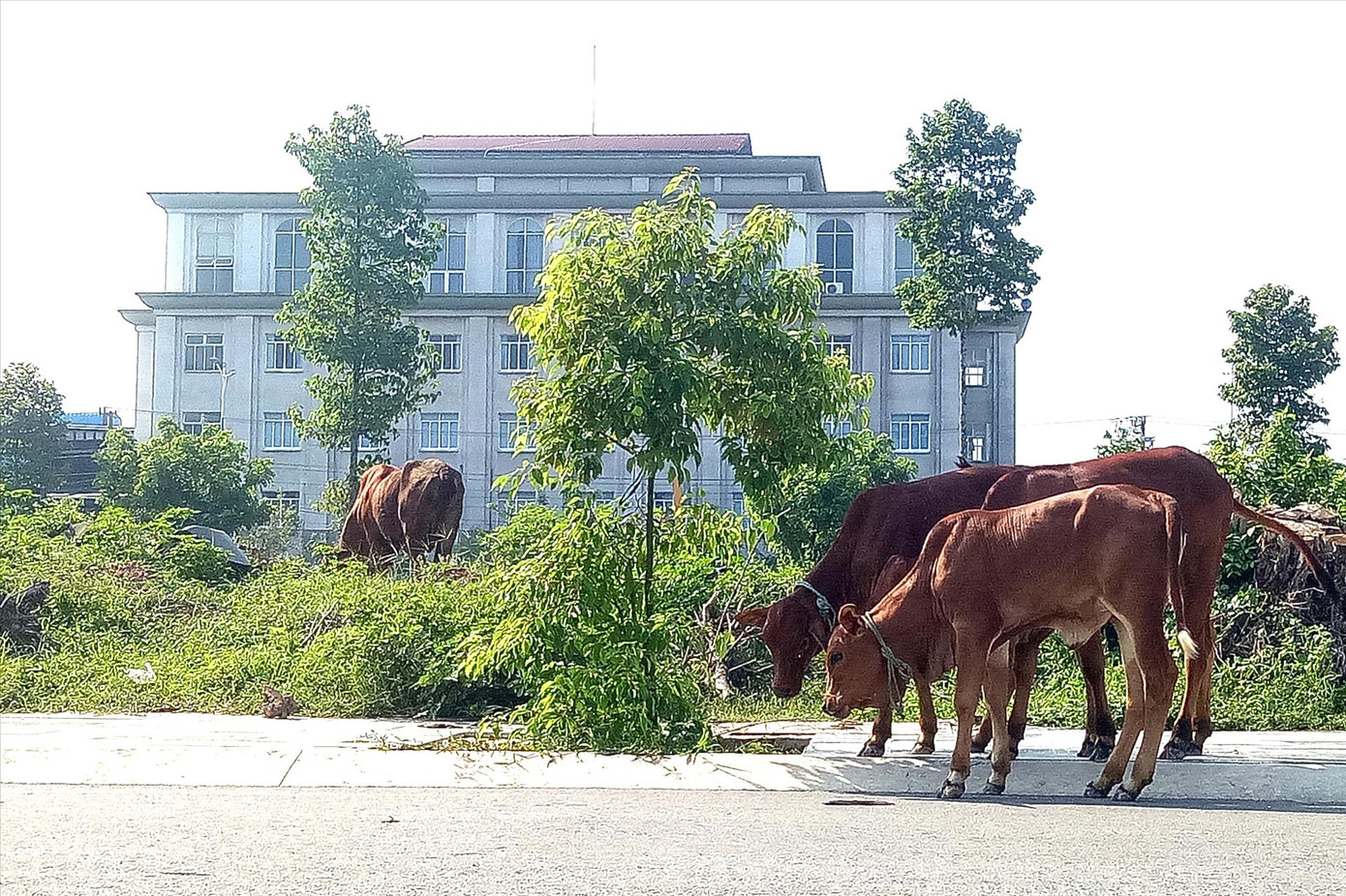 Dự án đất nền tại khu nhà ở Đại Nam, Bình Dương trở thành nơi thả bò. Ảnh: Hương Chi