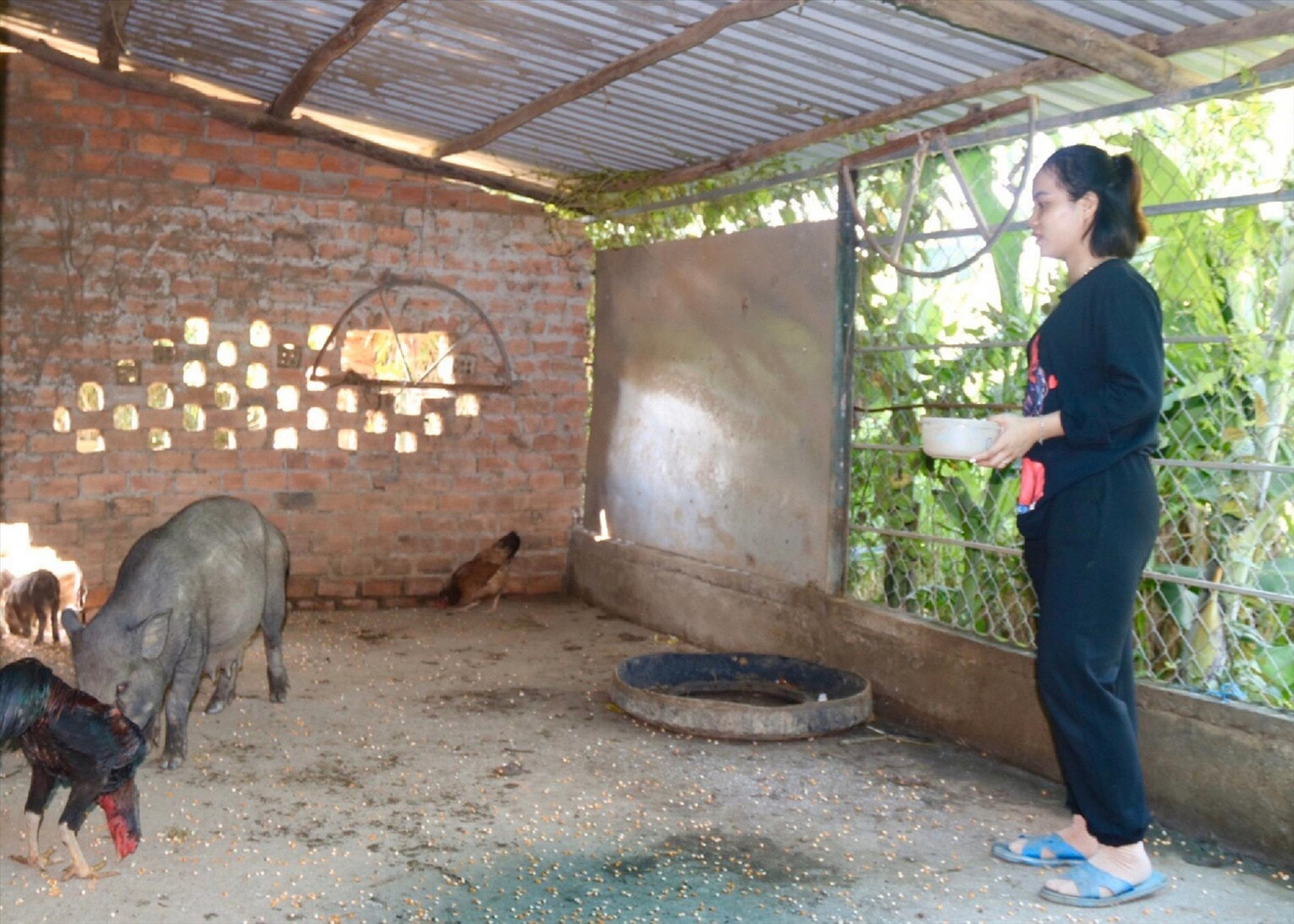 Chị Quỳnh có thu nhập ổn định từ mô hình nuôi heo rừng lai bán hoang dã