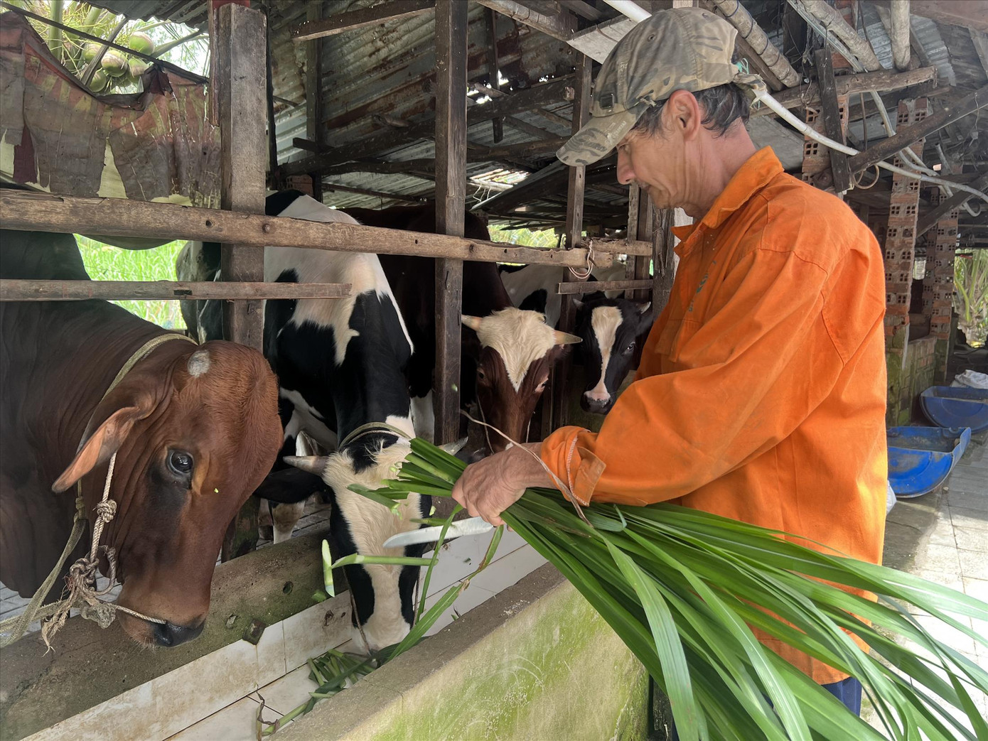 Ông Sáu Đinh có 2.000 mét đất trồng rau, nuôi bò ngay giữa khu Thanh Đa, quận Bình Thạnh