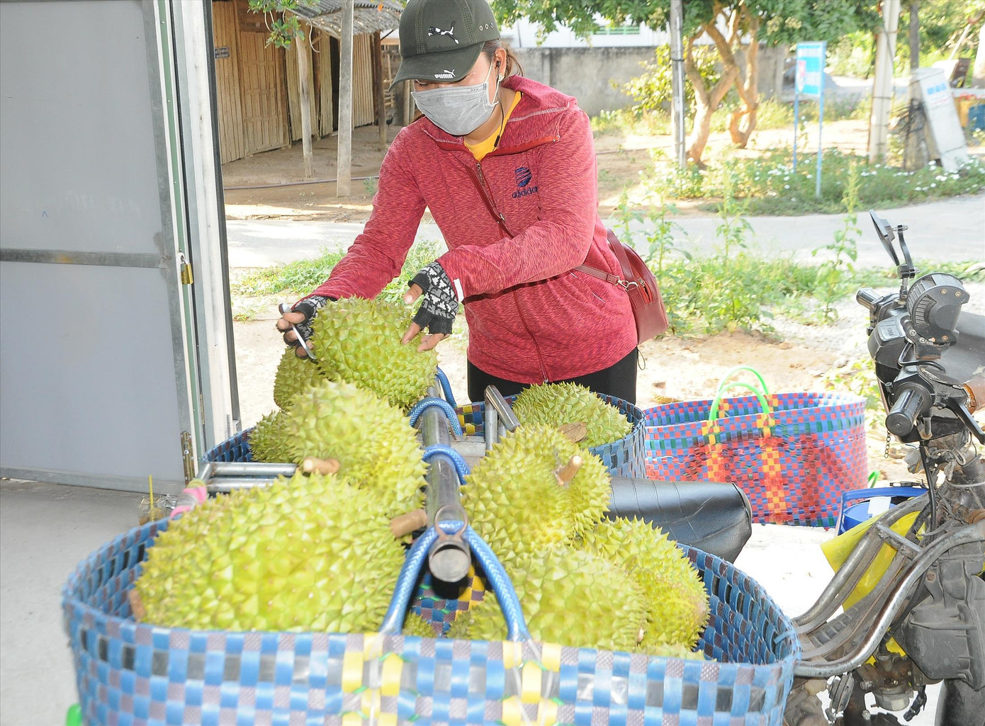 Thu hoạch, vận chuyển sầu riêng ở ĐBSCL. ẢNH: CK Thu hoạch, vận chuyển sầu riêng ở ĐBSCL. ẢNH: CK