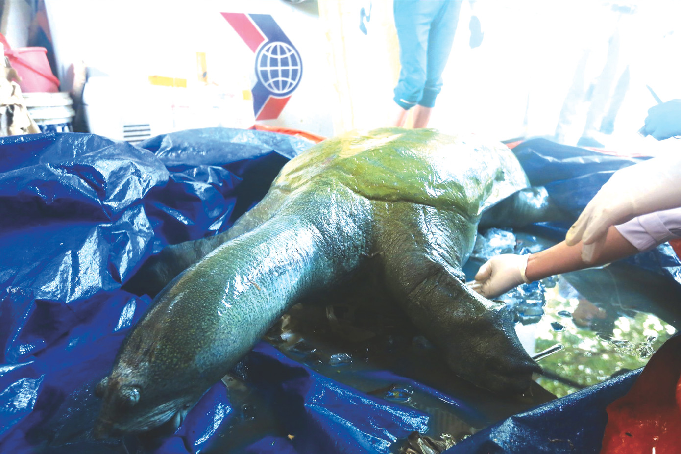 Xác rùa Hoàn Kiếm ở hồ Đồng Mô được đưa về bảo quản tại phòng lạnh ở Bảo tàng Thiên nhiên Việt Nam chiều 24/4. Ảnh: Duy Phạm