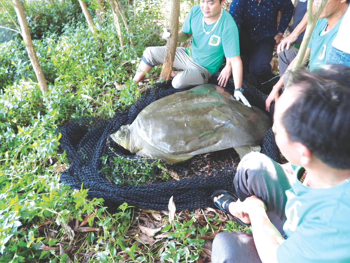 Rùa Hoàn Kiếm ở hồ Đồng Mô thời điểm bẫy bắt năm 2020