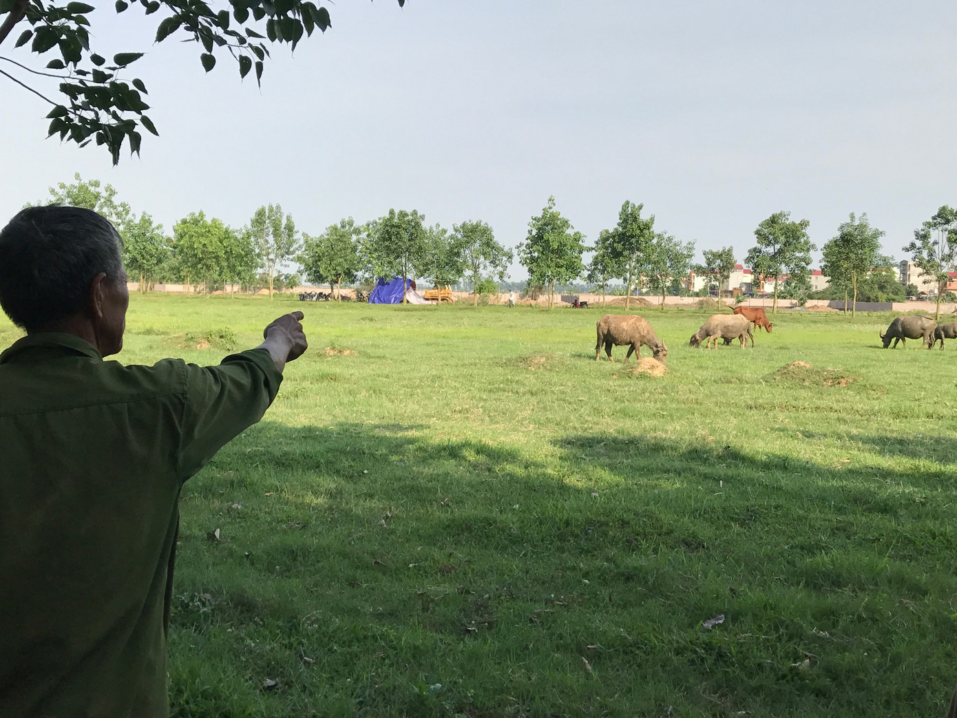 Một dự án thu hồi đất rồi bỏ hoang tại Mê Linh, Hà Nội. Ảnh: Minh Tuấn