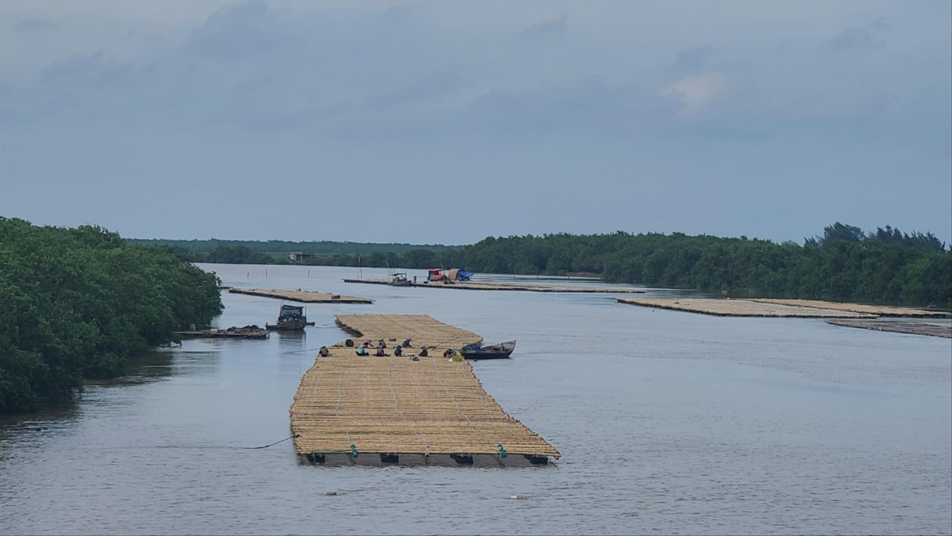 Rừng ngập mặn trong Khu bảo tồn thiên nhiên đất ngập nước Tiền Hải. Ảnh: TRƯỜNG HÙNG