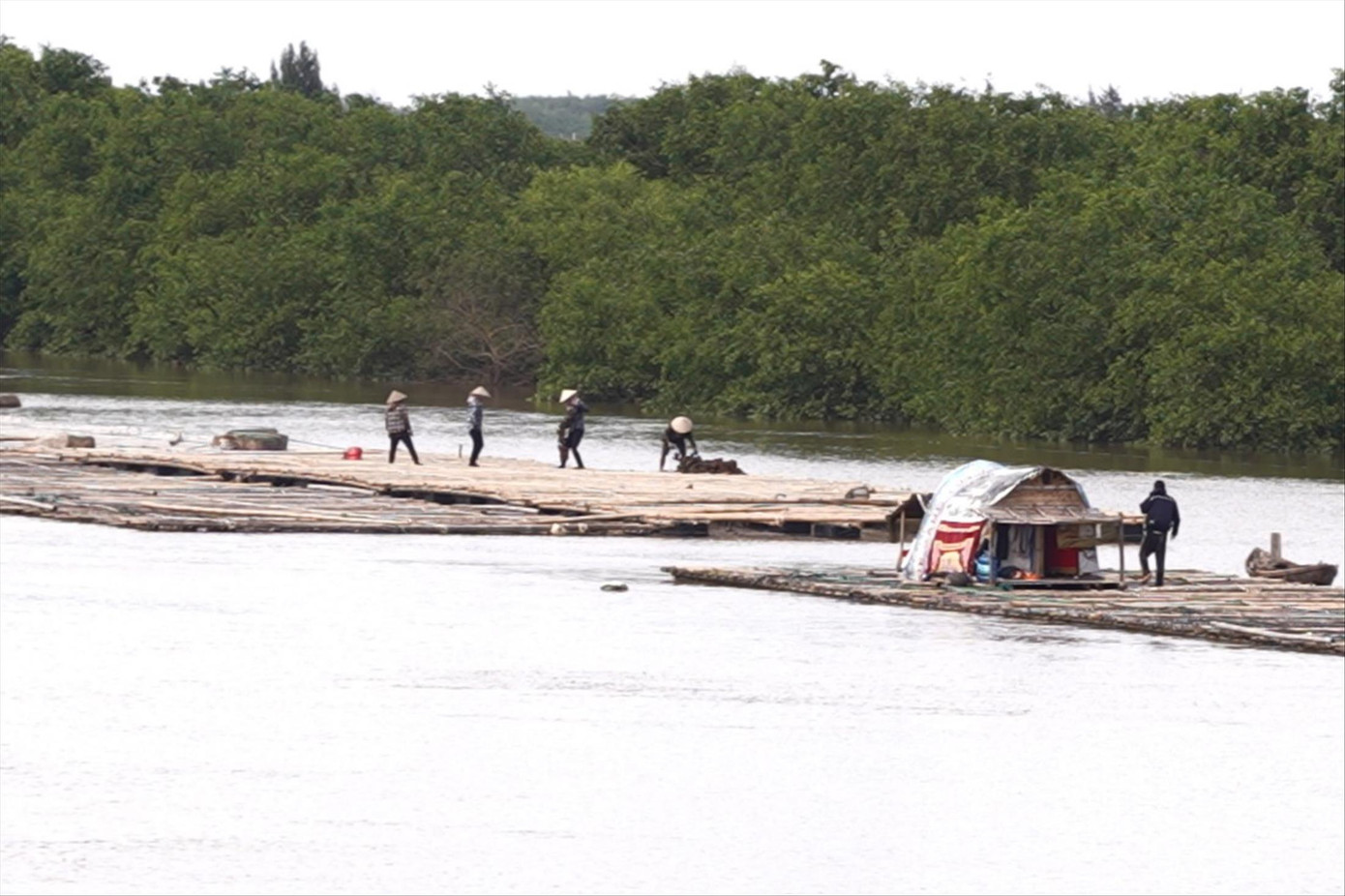 Khu bảo tồn thiên nhiên Tiền Hải bị thu hẹp gần 90% diện tích. Trong ảnh là một phần Khu bảo tồn thiên nhiên Tiền Hải trên địa bàn xã Nam Thịnh, huyện Tiền Hải. Ảnh: TRƯỜNG HÙNG