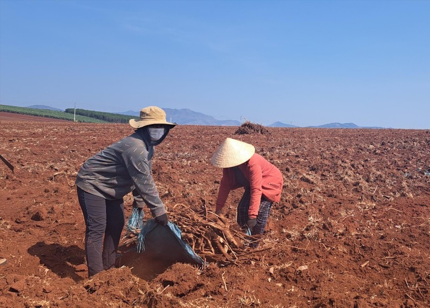 Khu vực đất có lô cao su gần trụ sở UBND xã Hneng (huyện Đak Đoa, tỉnh Gia Lai) được cho là đã bị khai thác trước khi đấu giá Khu vực đất có lô cao su gần trụ sở UBND xã Hneng (huyện Đak Đoa, tỉnh Gia Lai) được cho là đã bị khai thác trước khi đấu giá
