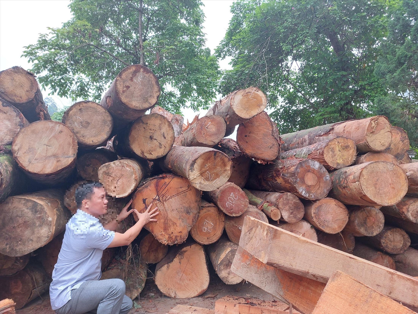 Những cây gỗ lớn bị đốn hạ