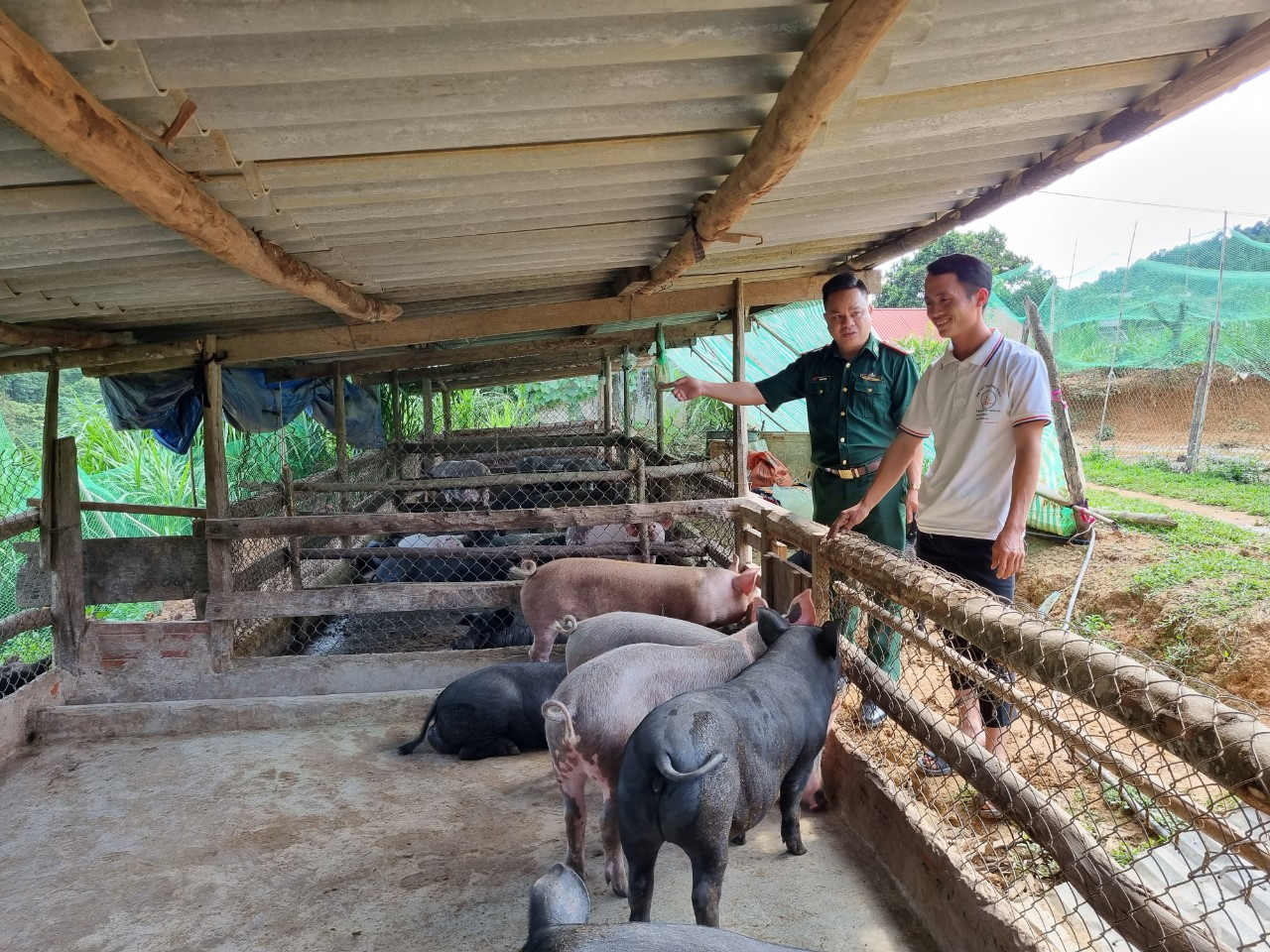Mô hình nuôi lợn bản địa của bí thư chi bộ Tráng A Dung