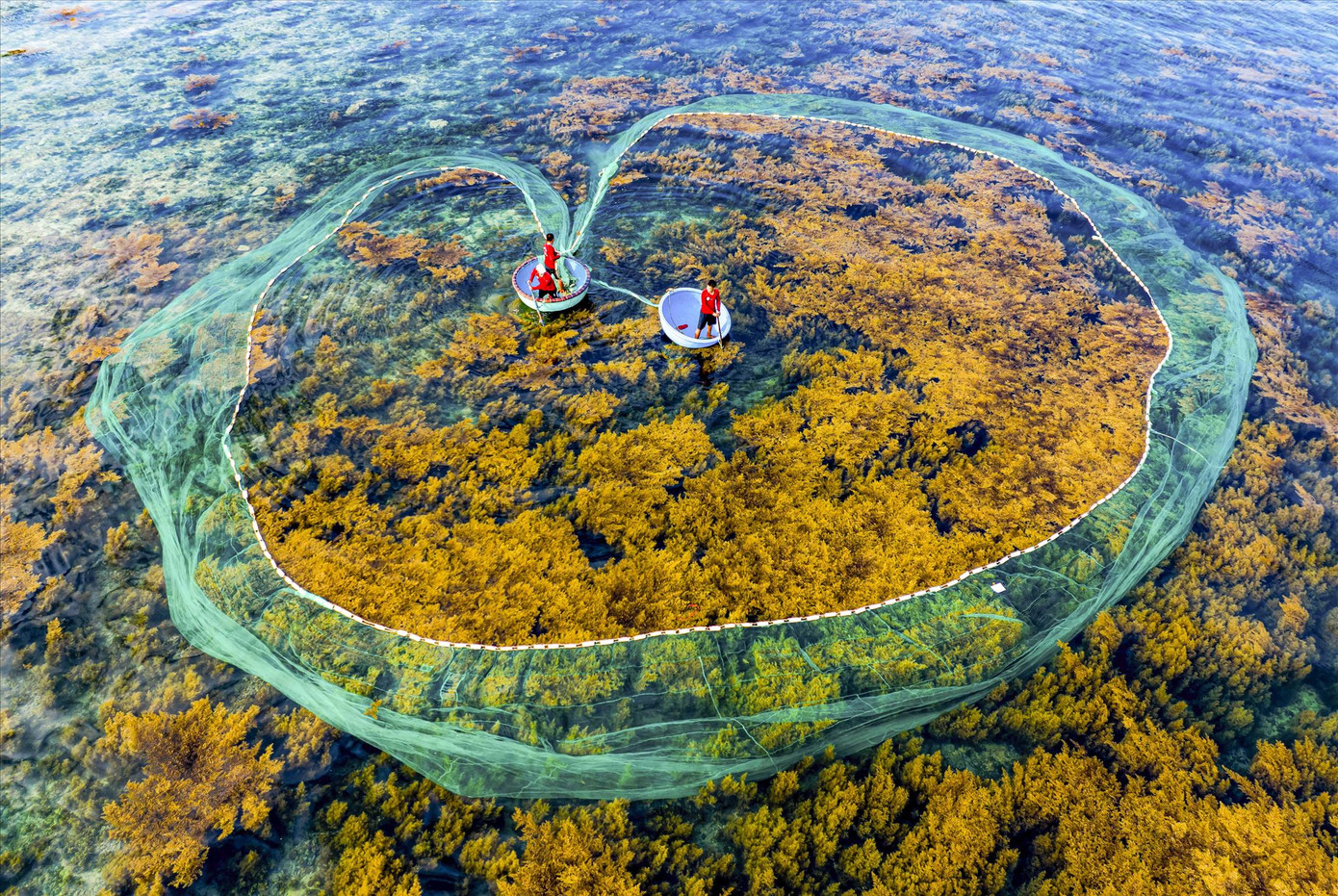 Ngập sắc vàng mùa rong mơ ở biển Quy Nhơn. Ảnh: Dũng Nhân.