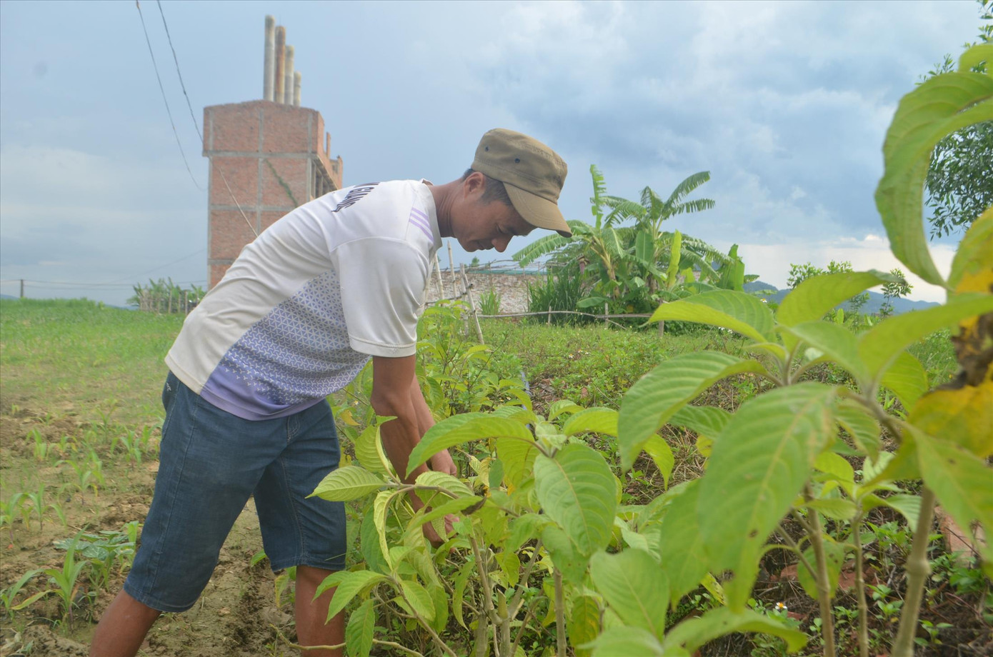 Chè khổng lồ được xem là thảo dược giúp đàn lợn tăng sức đề kháng và nhiều chất đạm