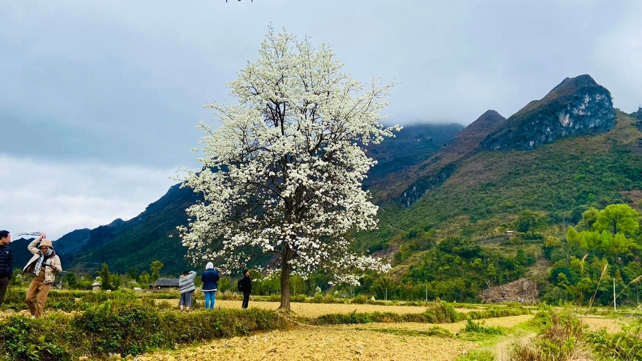 Cây lê cô đơn giữa cánh đồng