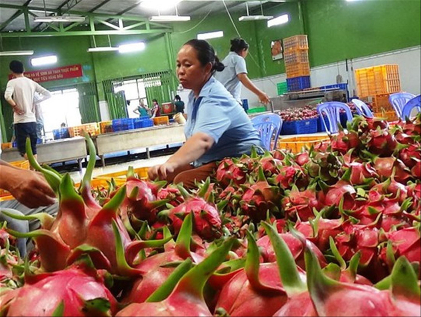 DN Việt cần kiểm tra kỹ chất lượng sản phẩm, tránh để bị phía Anh và EU bắt lỗi tồn dư thuốc bảo vệ thực vật DN Việt cần kiểm tra kỹ chất lượng sản phẩm, tránh để bị phía Anh và EU bắt lỗi tồn dư thuốc bảo vệ thực vật