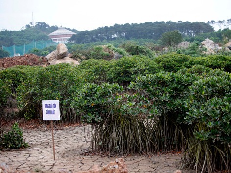 Rừng nguyên sinh được bảo tồn